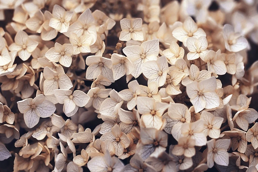 HYDRANGEA