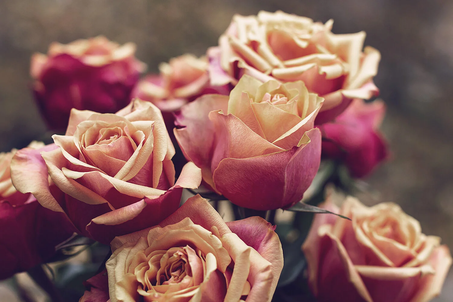 7178 - Gradient Roses (1).jpg