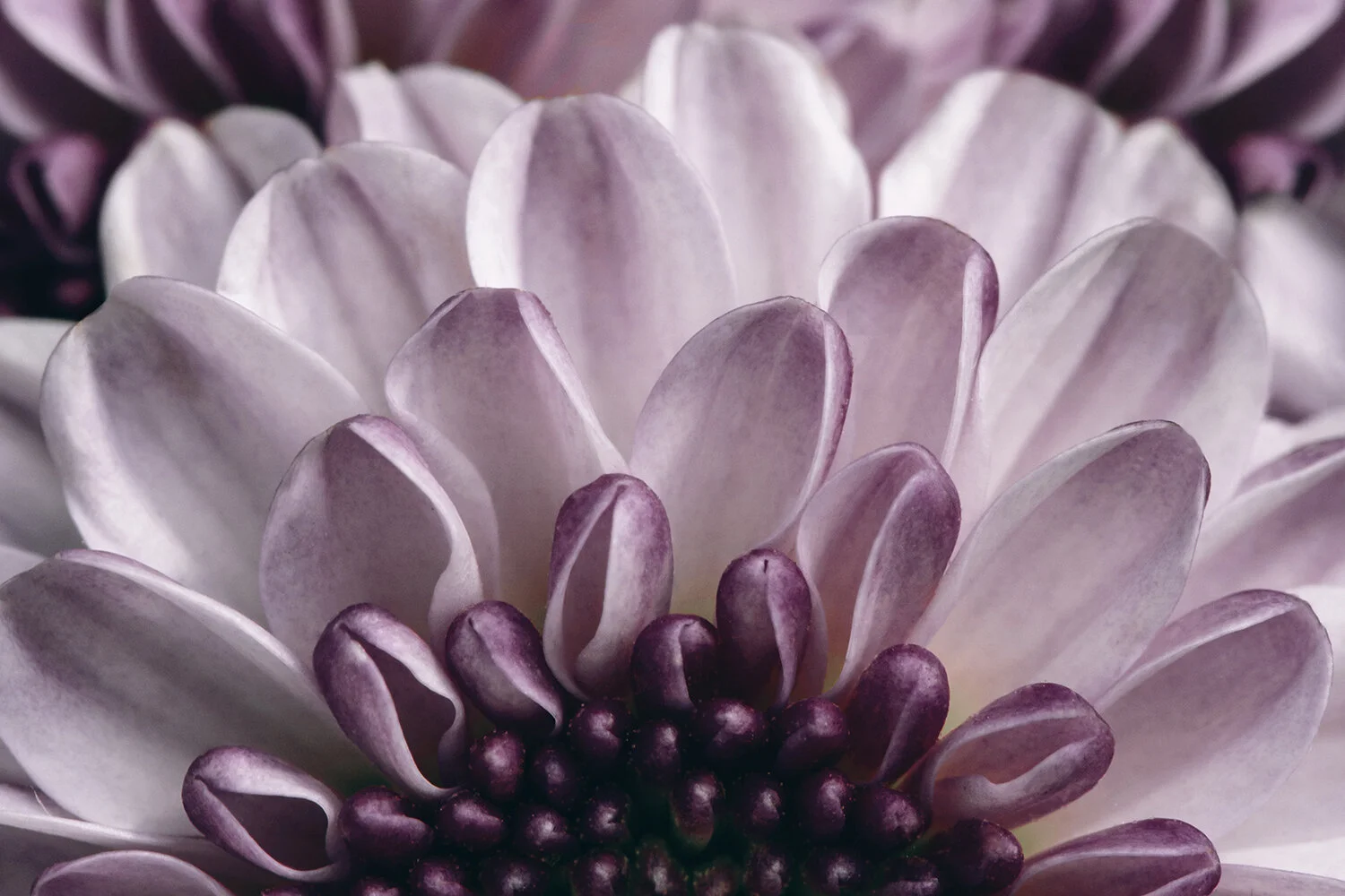 IMG_5390 - Chrysanthamum.jpg