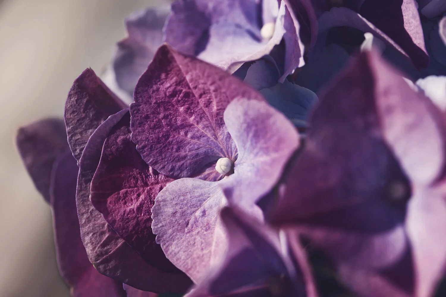 IMG_4826 - hydrangea.jpg