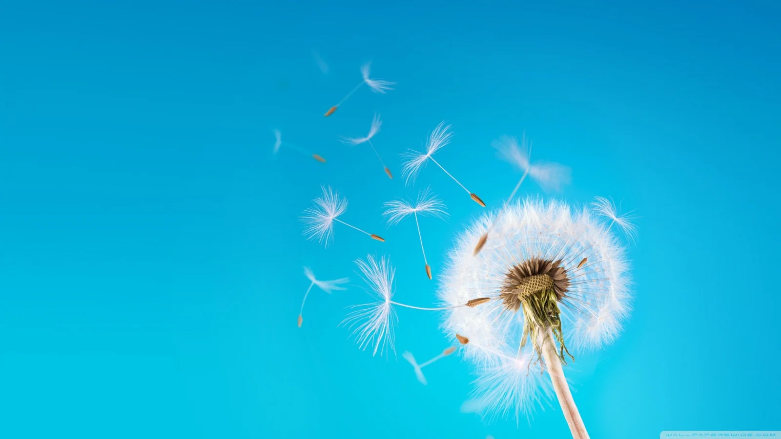 dandelion.jpg