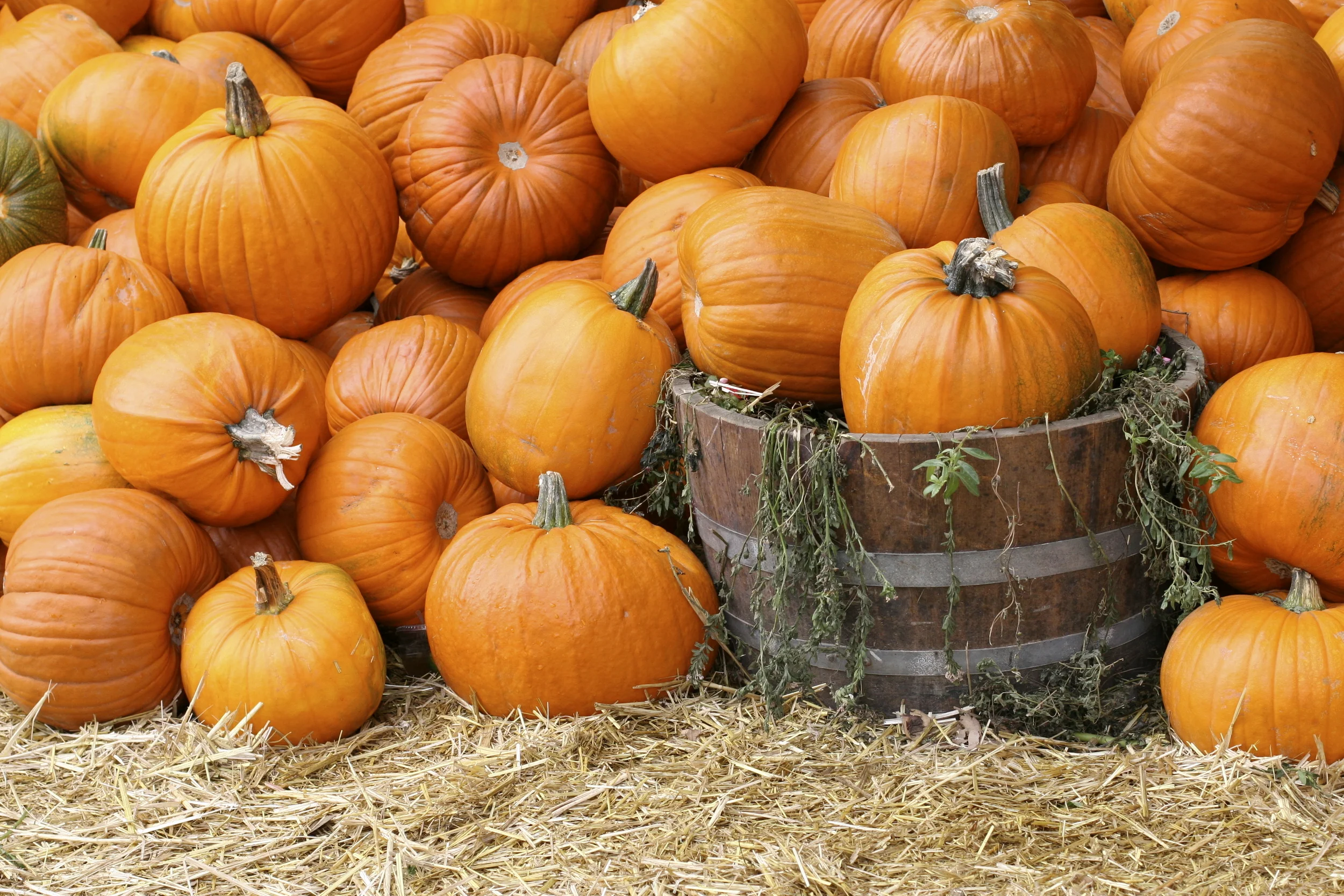 Death by Pumpkin Patch