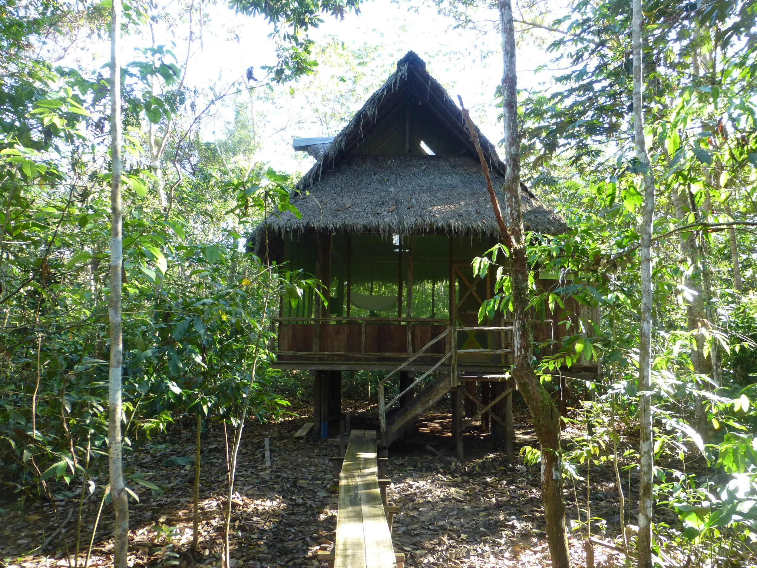 Peru Amazon Jungle Sounds