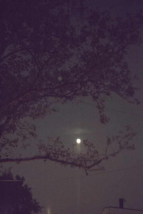 moonweb.jpg