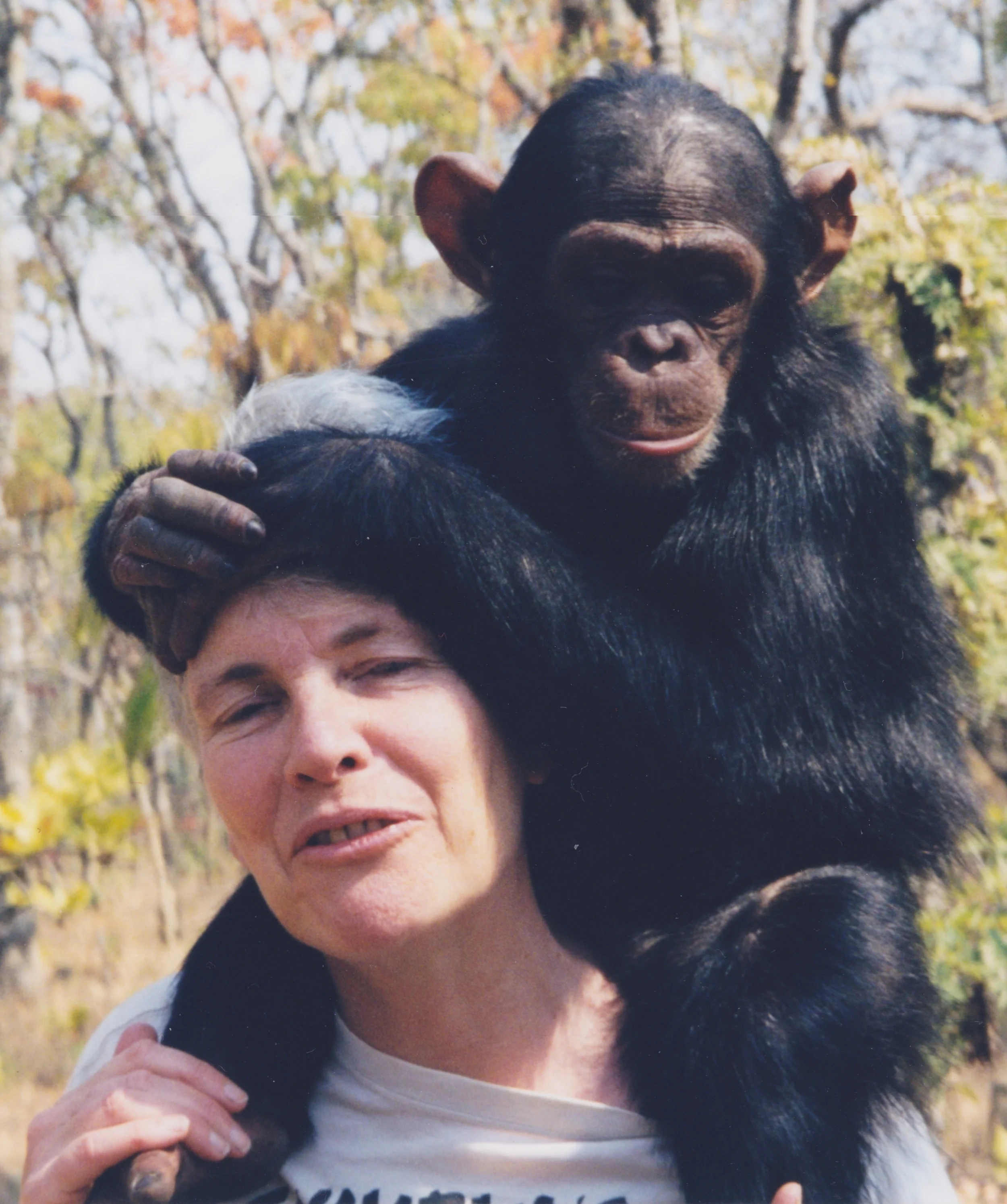 With the chimpanzee Junior in Zambia