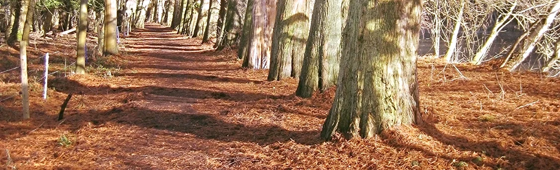 trees_arcldp.jpg