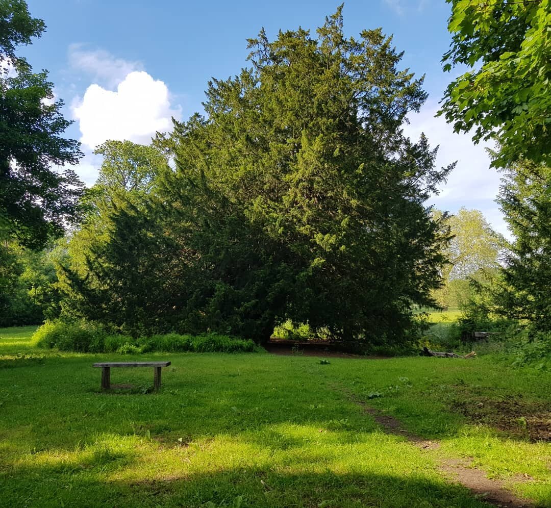 Some more pictures of our visit to Runneymede. The incredible Ankerwycke Yew, thought to be some 2500 old. Located near the Thames opposite Runneymede it would have been around 1700 years old when the Magna Carta was signed on 12th June 1215 - amazin