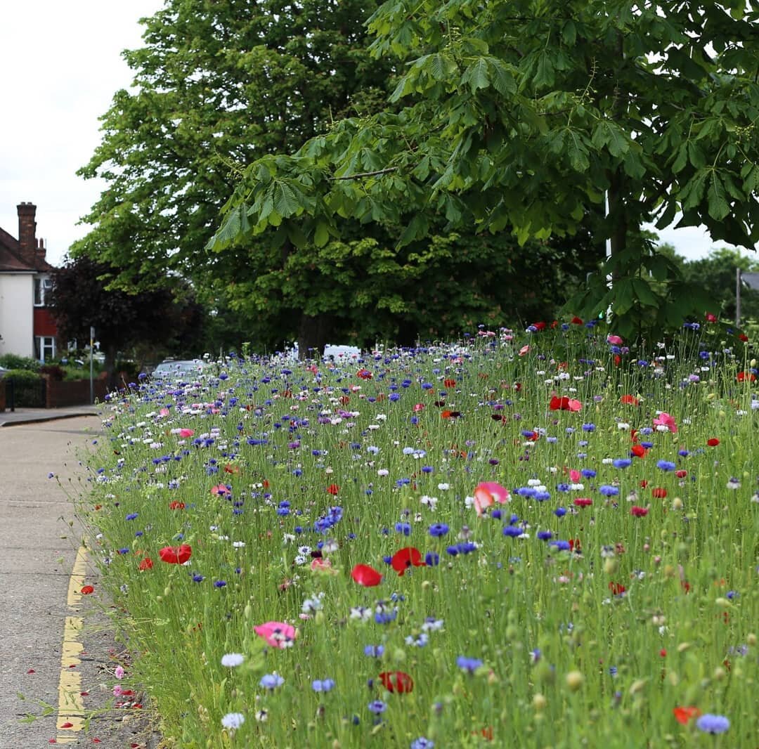 Great to see these flowering meadows planted on verges and roundabouts in Hillingdon.
They may not all be native species but they were buzzing with insects and looked lovely.
#flowers #meadows #landscape #insects #bees #colour #highways #roads #uxbri