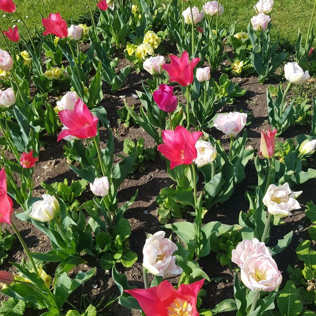 So many tulips 
_
#tulips #bulbs #flowers  #audleyendhouse #garden  #saffronwalden #Essex