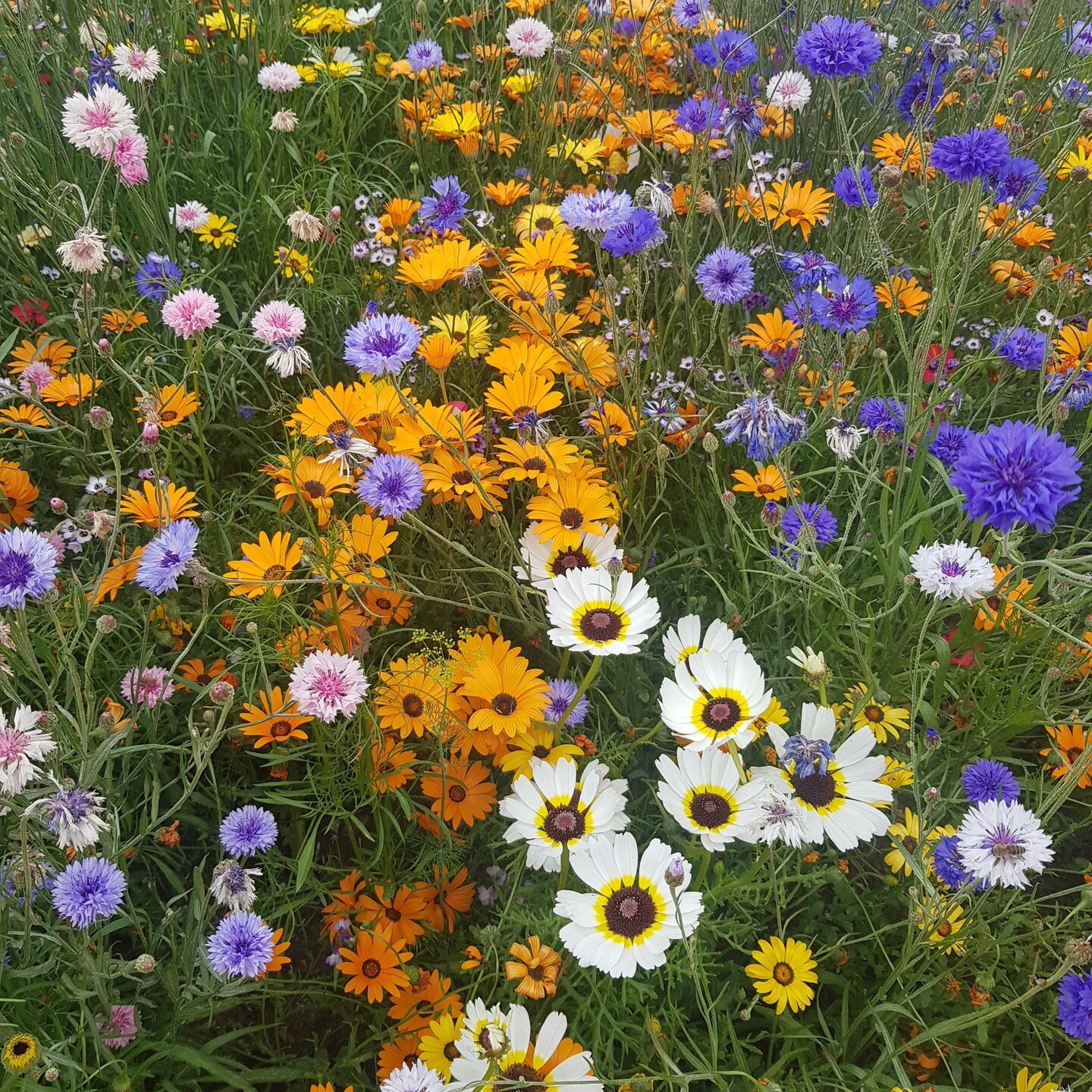 Had a fantastic visit to the amazing Superbloom this week. Buzzing with people and insects! 
A brilliant project designed by lead landscape architects @grantassocs with planting designed by @nigel.dunnett, soil scientists - Tim O'Hare Associates; wil