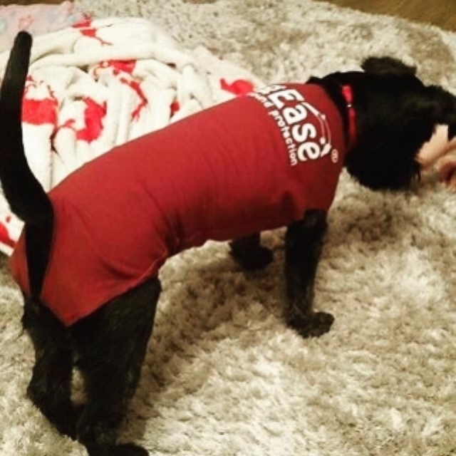 DogEase medical pet suit helps animals have a stress free recovery. its snug fit has a calming effect on dogs.