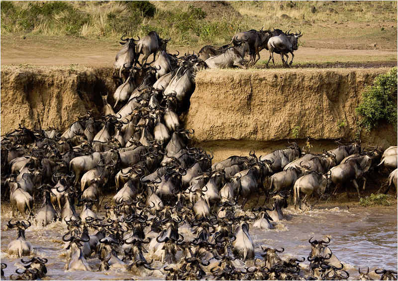 Wildebeest crossing the Masai Mara, Kenya
