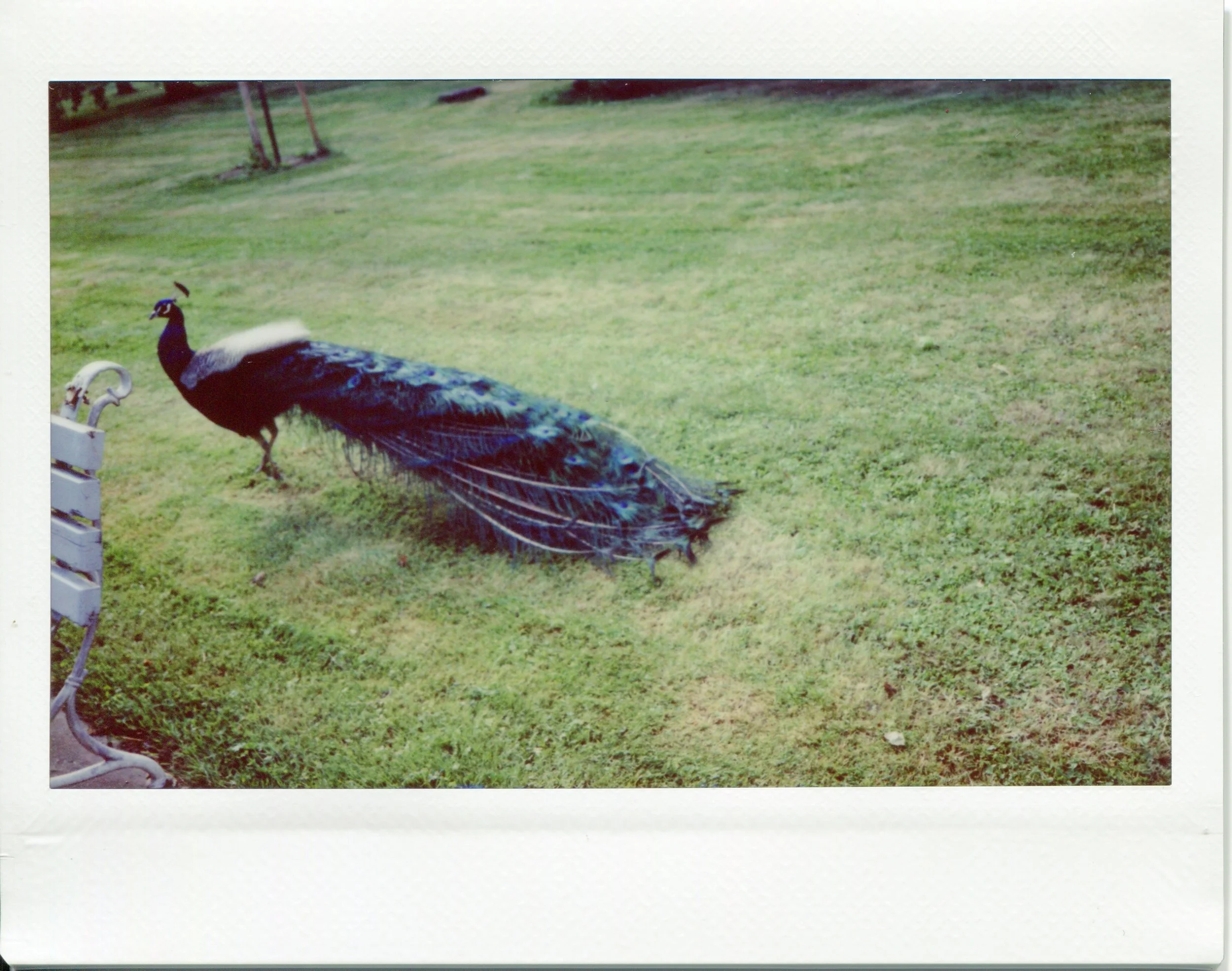 Peacock park.jpg