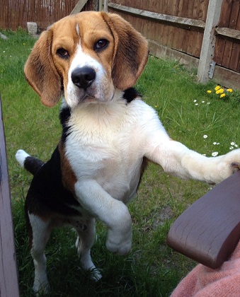 Rodney the Beagle.jpeg
