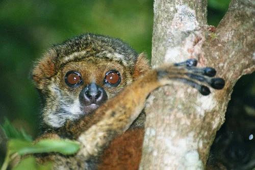 wlemur_small.jpg