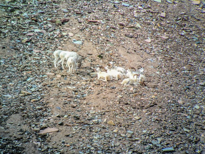 The two legal rams in this group are laying down in the center, the two closest to us.