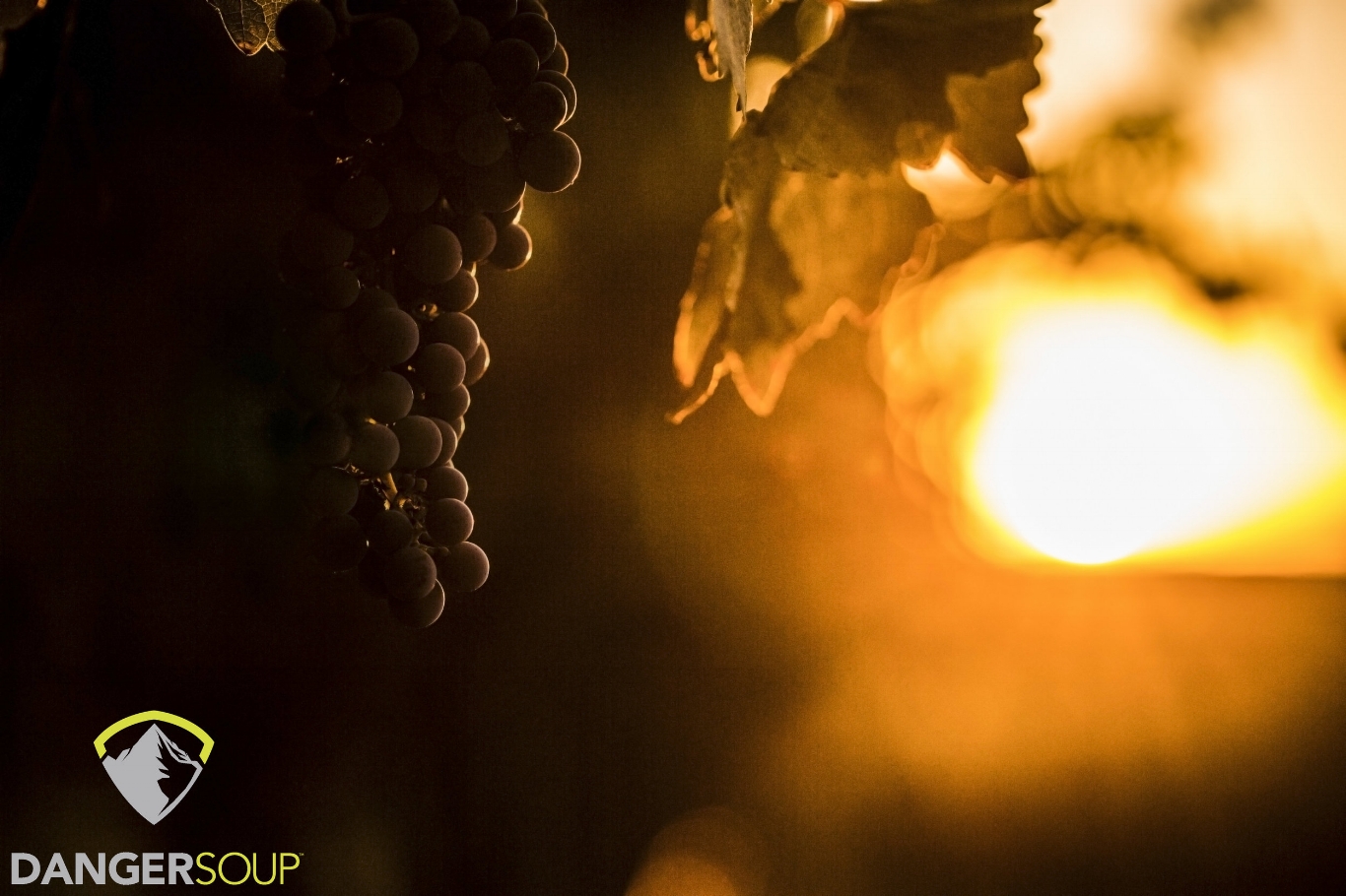 Harvest Sunset - Paso Robles