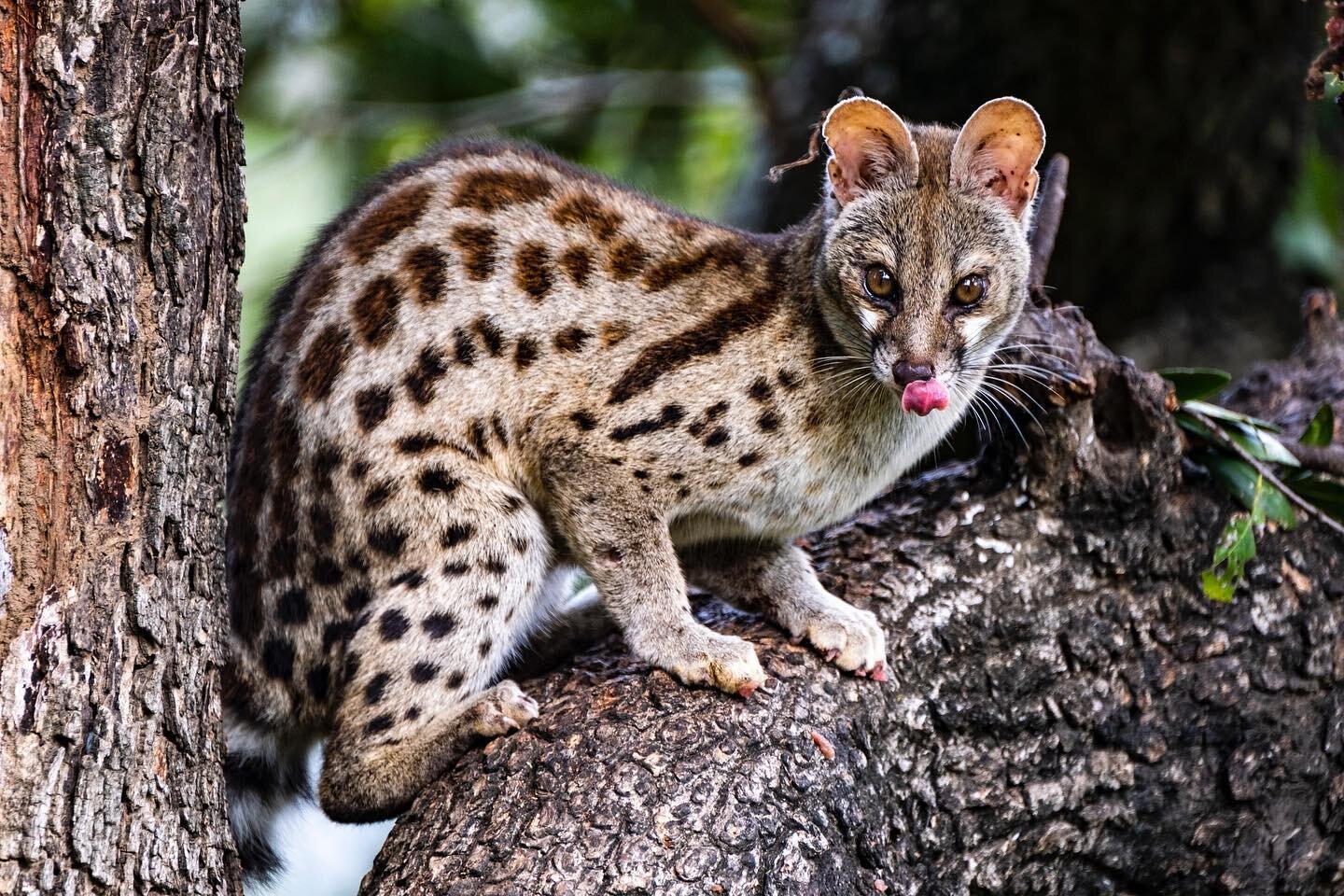 Not a cat. Not a squirrel. Not a weasel. The Genet is a small carnivore native to a large part of Africa and a small section of Europe. This one paid absolutely no attention to us, even when we walked within about 15 yards of him. Mostly nocturnal, w