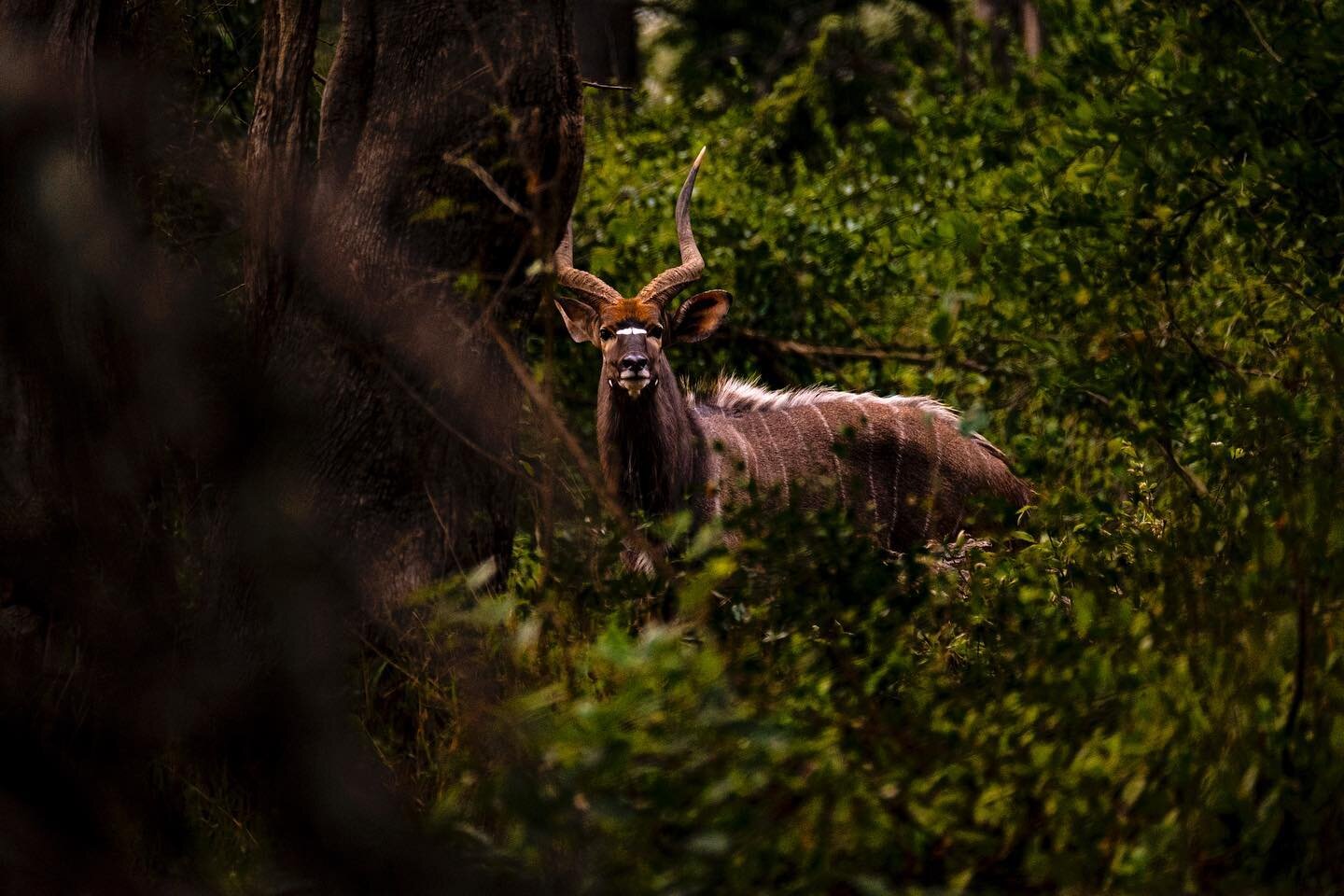 One of the most beautiful animals I have ever seen, the Nyala is a species of spiral horned antelope that is native to parts of Southern Africa. It&rsquo;s extremely good at staying out of sight and can move very quickly through thick brush. 

Local 