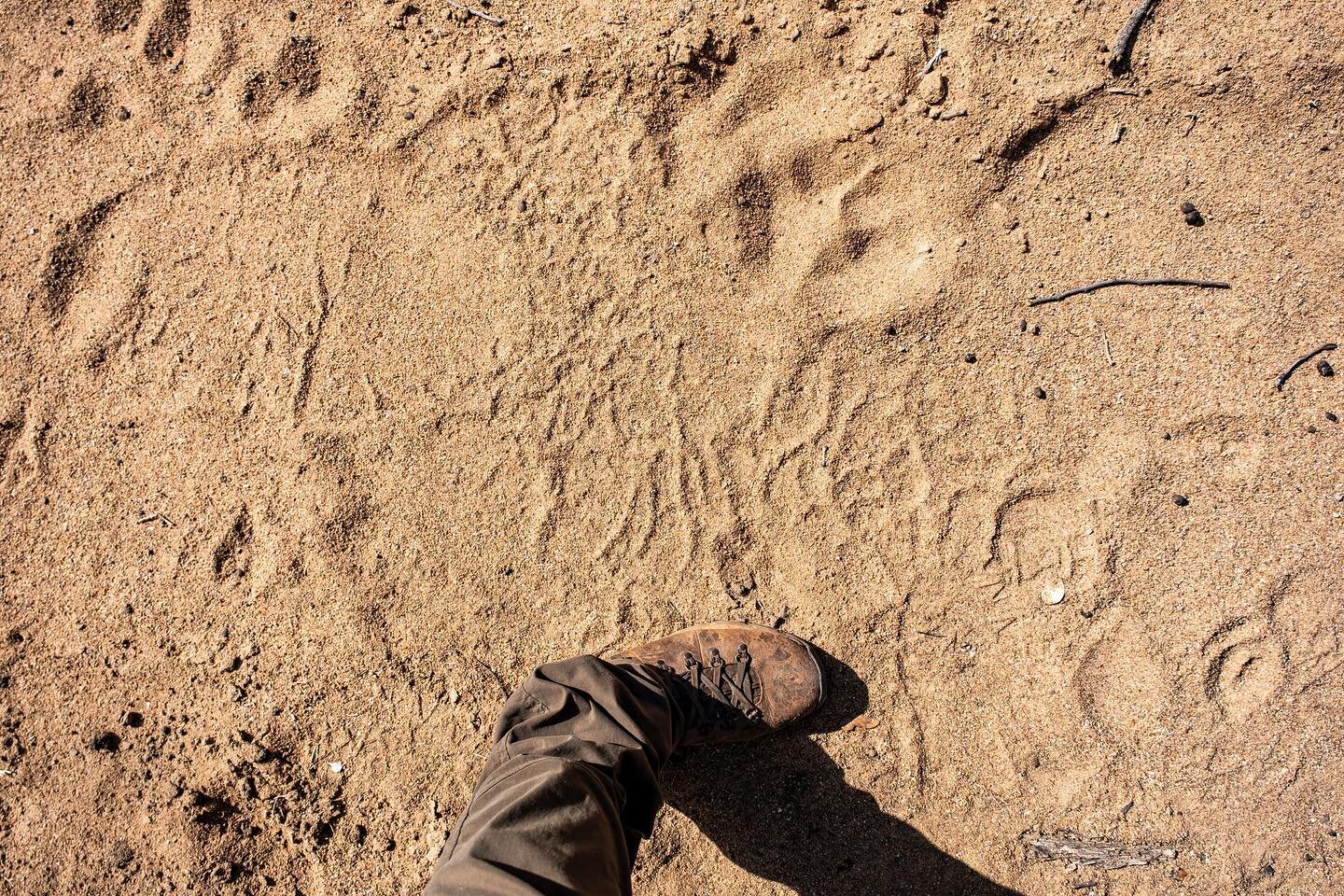 A size 12 Danner, an average size elephant track, and a healthy male lion track. There&rsquo;s a mixture of hooves in there as well but look at how big the pads on that lion track are! It&rsquo;s easy to understand just how big elephants (land whales