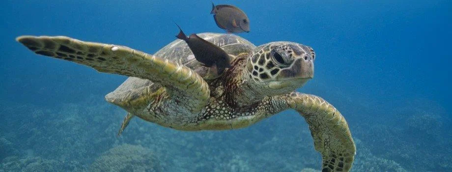 The endangered Green Sea Turtle.