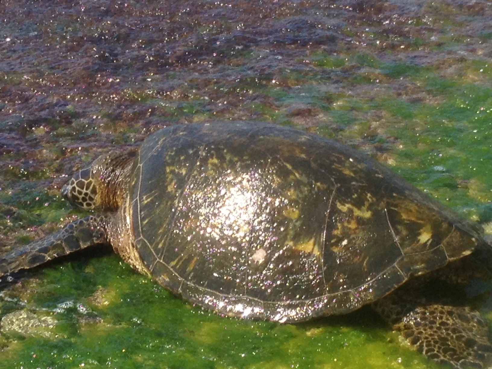 The endangered Green Sea Turtle, North Shore