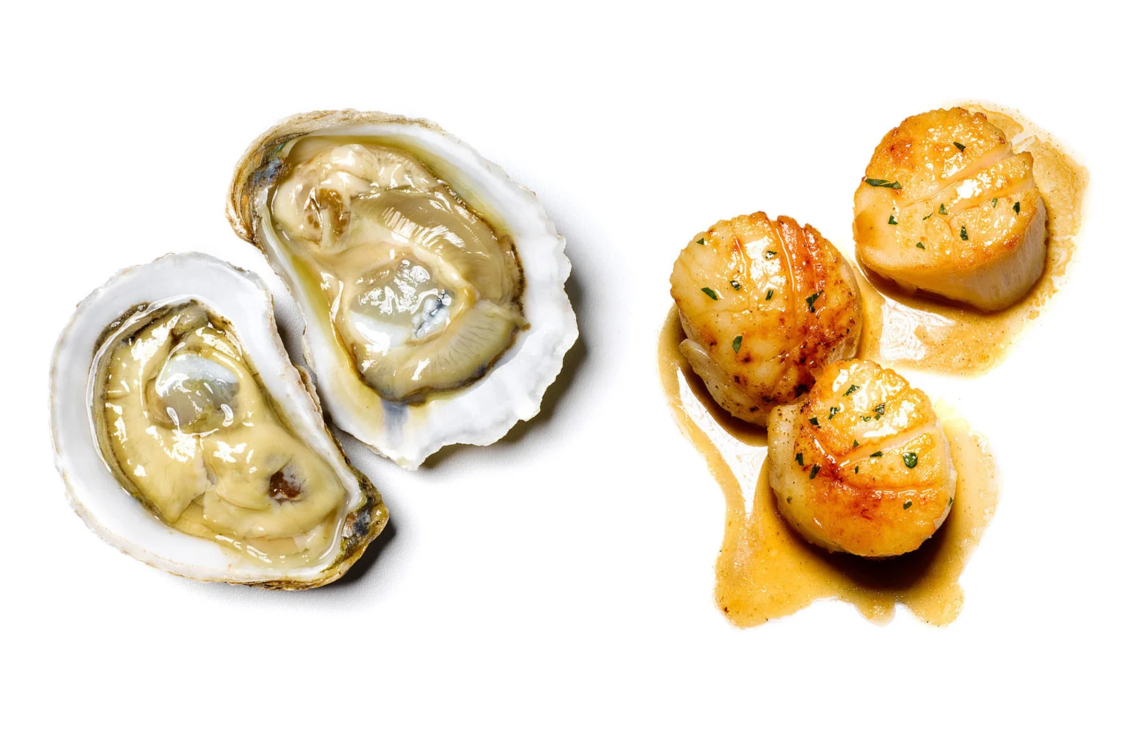 oysters scallops