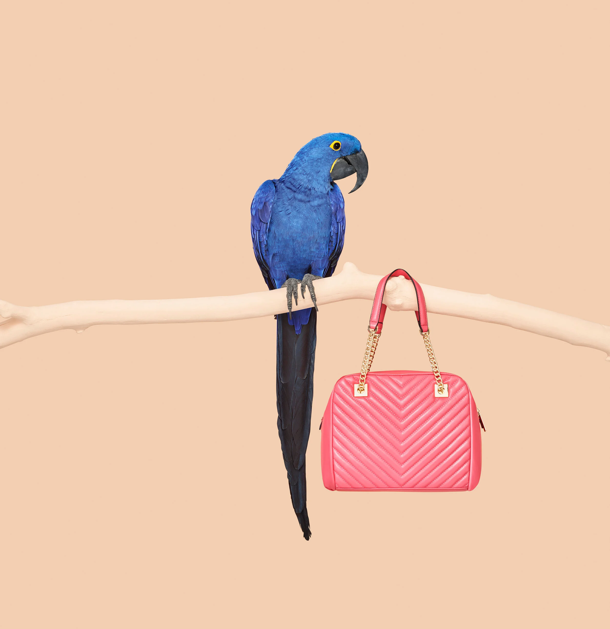 Parrot Guess