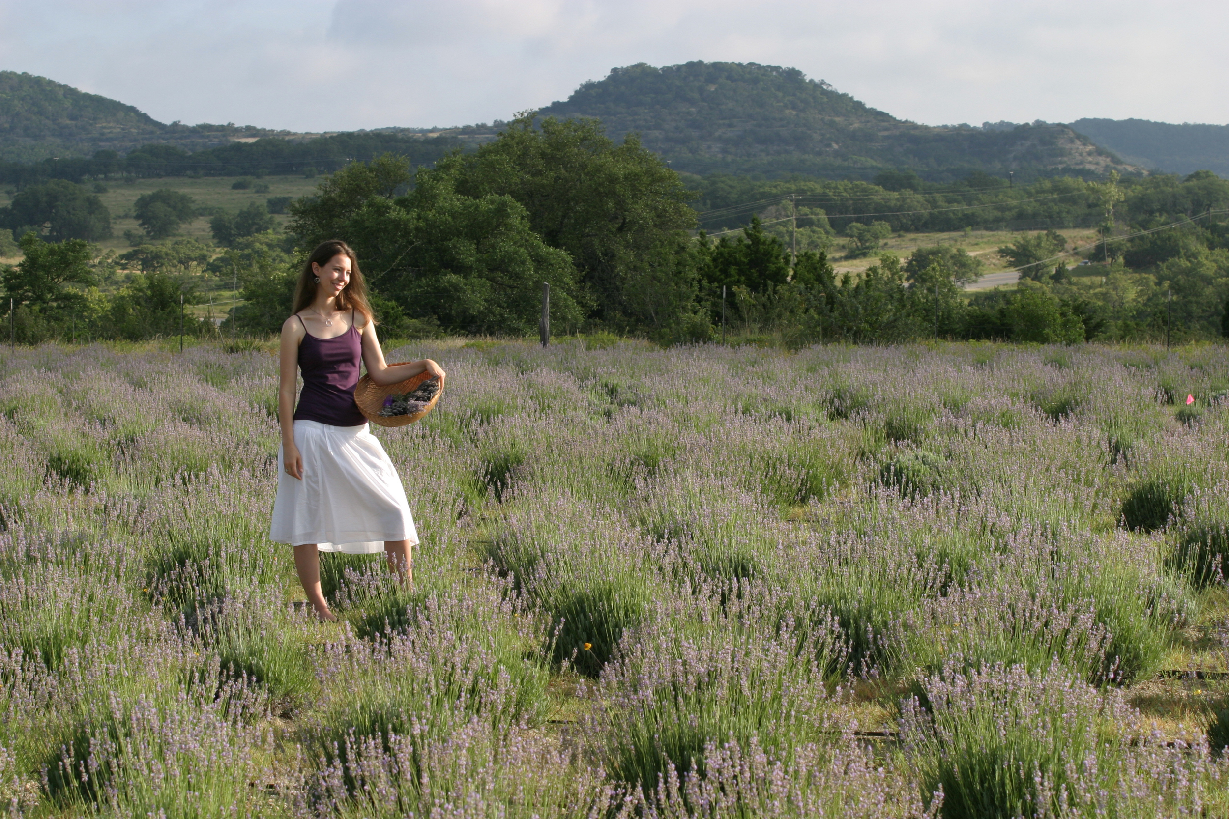 Secrets to Growing Lavender in the Texas Hill Country - Travisso Blog