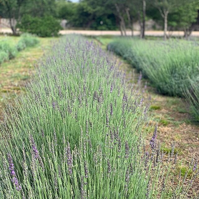 Lavender season is here, and we&rsquo;re so excited to be opening the farm on May 20th! 👏 Things are looking a bit different this year, but we are going to make the most of it while keeping everyone safe and healthy. ⁣
⁣
In order to do so, please pl