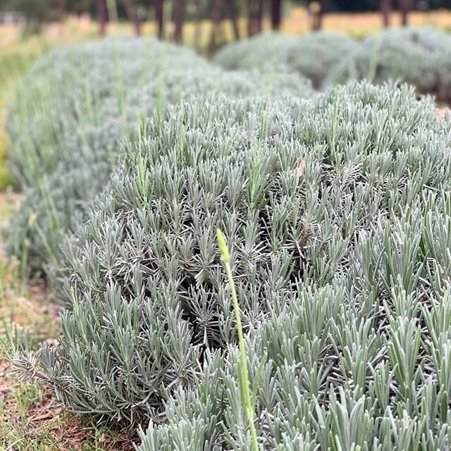 Hello, baby blooms! 😍 We're starting to get our first blooms of the season, and it's looking like it's going to be a beautiful year! Come visit us for our second year at the new farm starting Wednesday the 20th. #HillCountryLavender