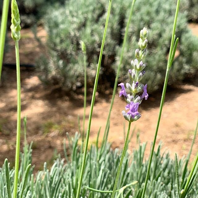 Yes, we&rsquo;re open! 👏 We&rsquo;re starting to see our first open blooms of the season. Due to the lack of rain, blooms are moving a bit slower than normal, but already looking beautiful! So kick off your long weekend with a trip to the farm! We&r