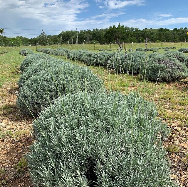 BLOOM UPDATE: Our plants are working hard! We have more shoots coming up but we are not ready to cut. PHOTO 1: is of our field next to the farm store. PHOTO 2: is of our field across the creek. PHOTO 3: is of our English lavender. They are little but