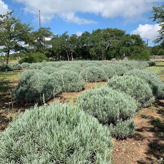 BLOOM UPDATE: Ok, with all the rain we have been getting, the plants are sending up more blooms! It&rsquo;s looking like we might be able to let people cut next weekend (June 10-13), but we will update you again next Wednesday. Please note that our f