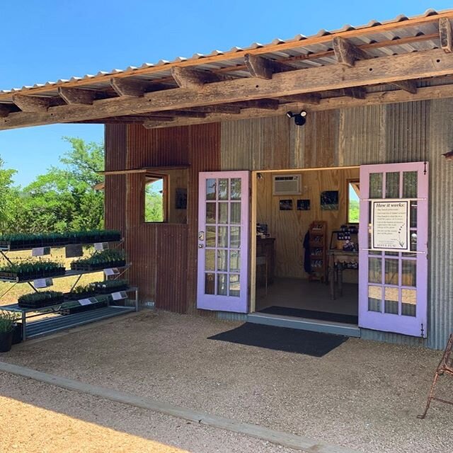 Lavender Festival may have been cancelled, but we&rsquo;re still out here with cookies and fresh lavender cuttings til 4pm! Come get 'em before they're gone. 🌿💜⁣⁣
⁣⁣
Lavender cutting is $7 a bunch, limited to one bunch per person, while blooms last