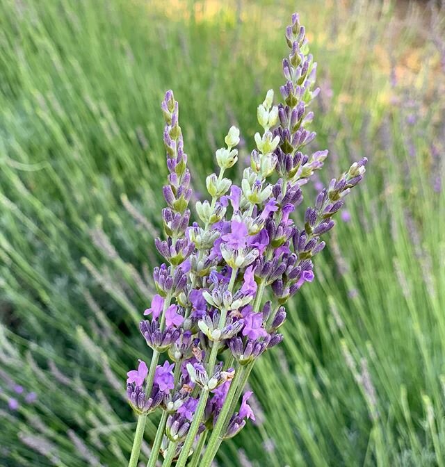 Lavender Body Pillow — Hill Country Lavender