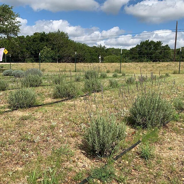 BLOOM UPDATE: We still have a little bit left to cut! Our French variety is done for the season, but we have a little Sweet and English left. Just remember, at this point in the season it&rsquo;s more like a Easter egg hunt &mdash; just for lavender 