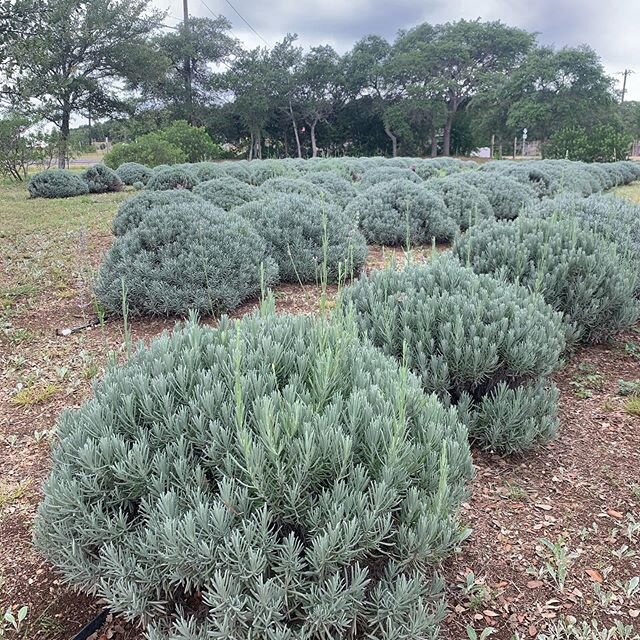 BLOOM UPDATE: This is it folks... the end of lavender blooming season. While we&rsquo;re no longer offering cut your own, the farm is still looking beautiful, and we welcome you to come out and visit! We have amazing lavender cookies for sale and a f