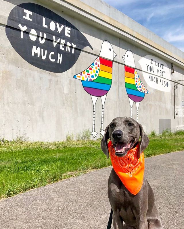 Happy Pride month!!!! A great excuse to repost this cutie dog 😍😍😍😍 at the Love Doves!!!! #kindcomments @weimarascals !!! 🌈🌈🌈🌈🌈