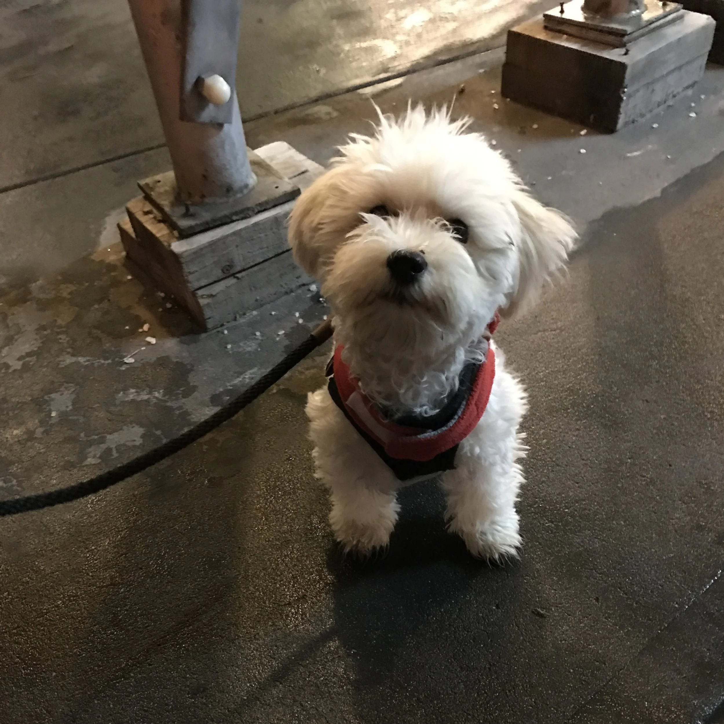 THE PET PROJECT
