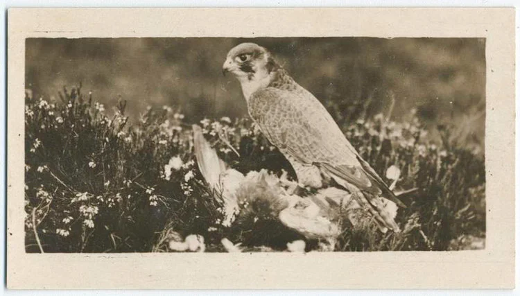 A PEREGRINE FALLS