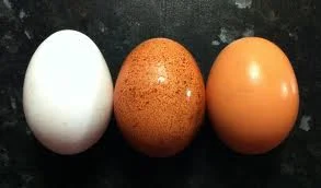 Unknown-8.jpeg