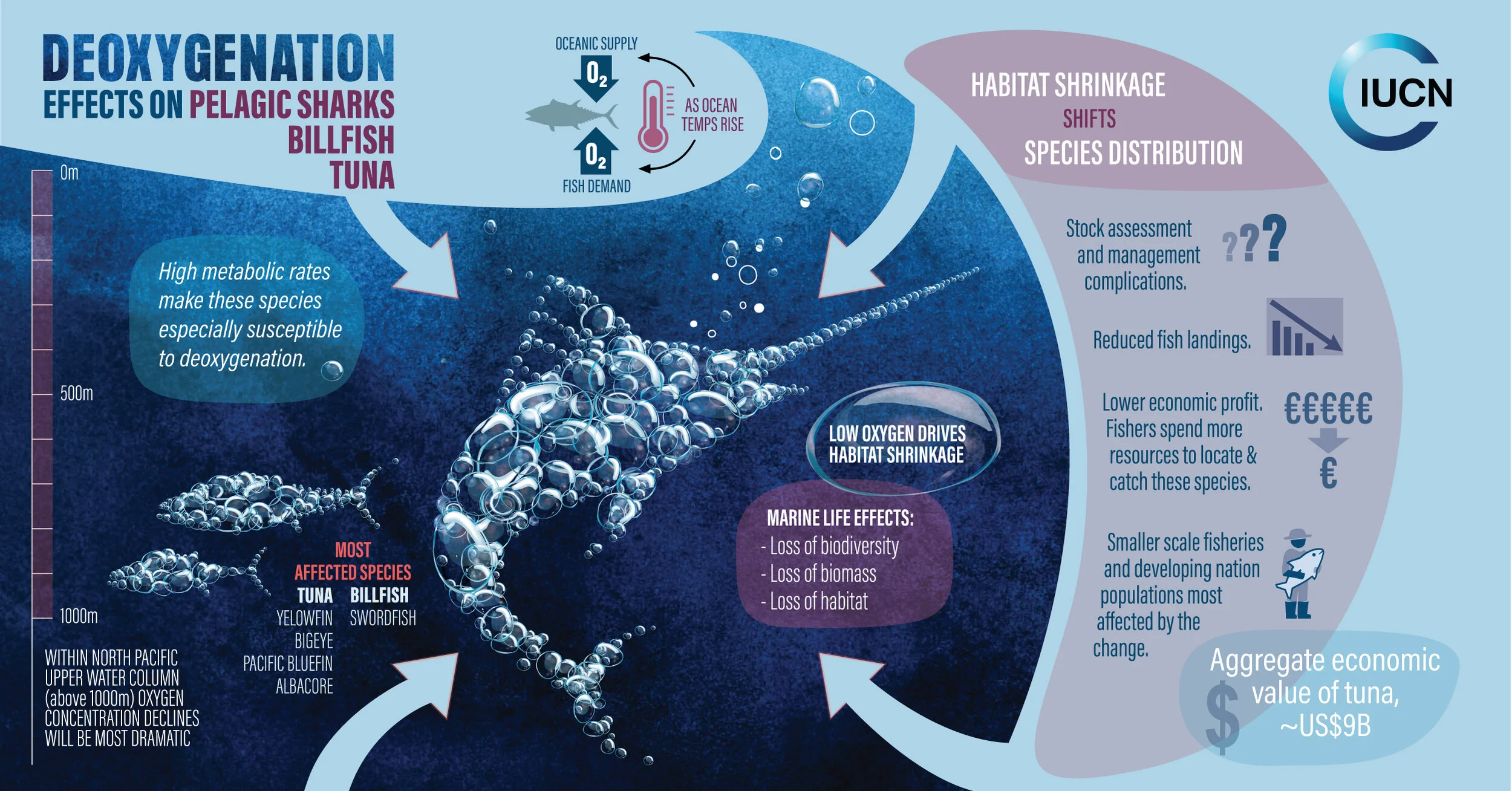 InfoGraph_MarlinTuna.jpg