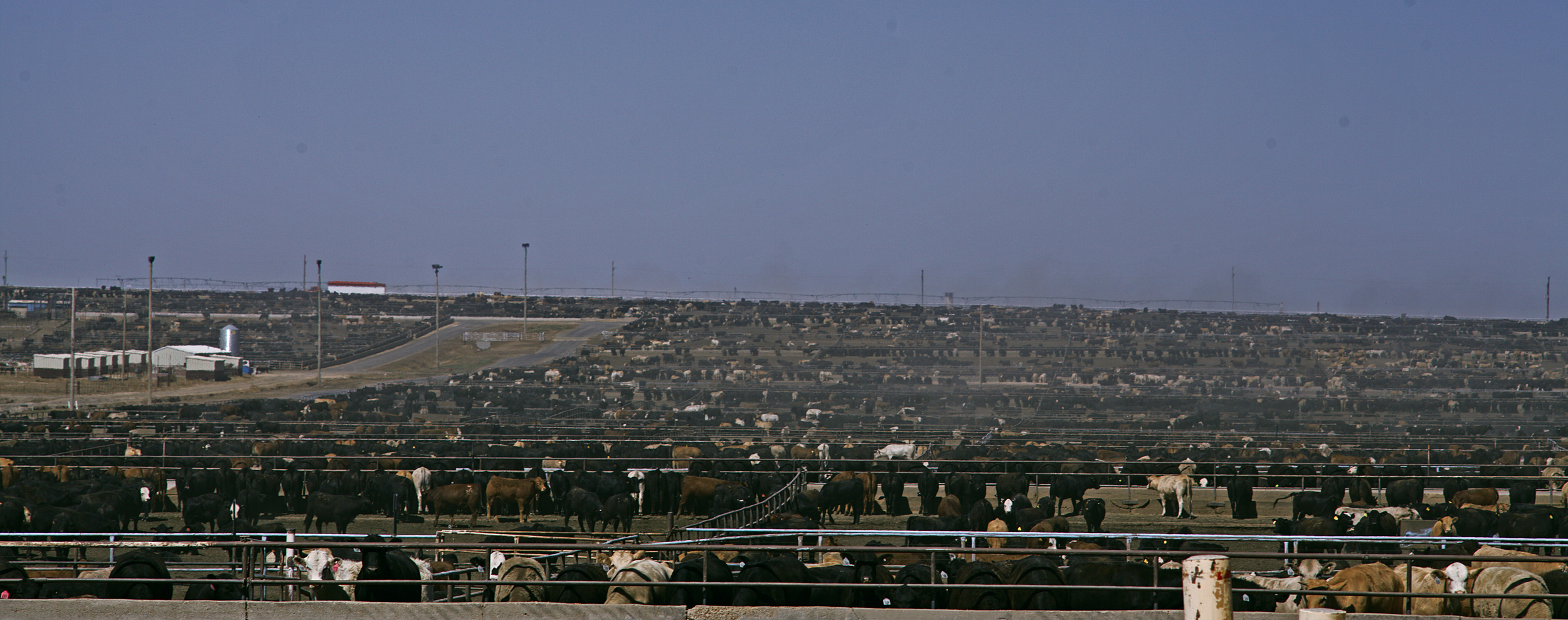 Factory Farm, Texas
