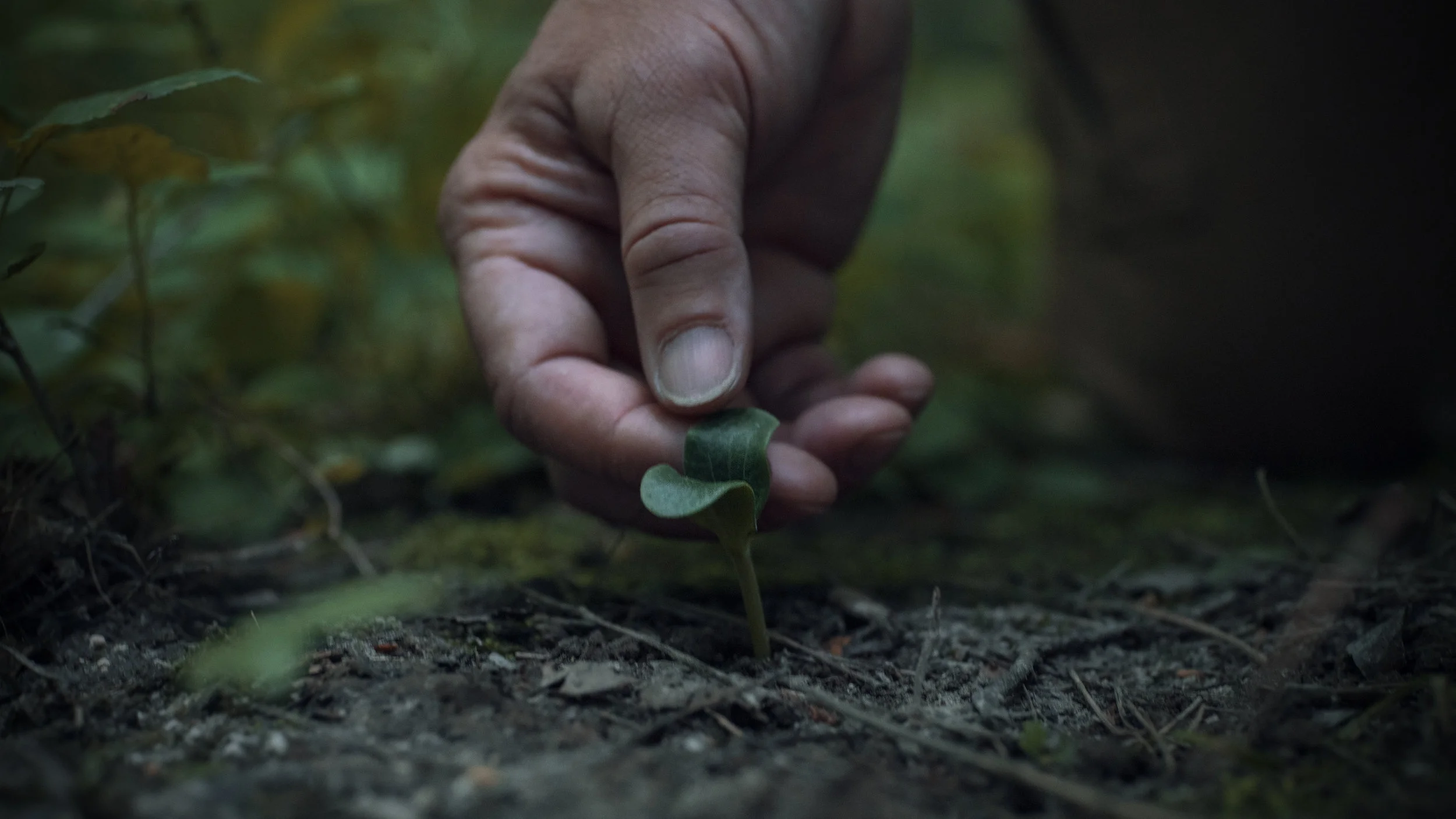 handonleaf.jpg