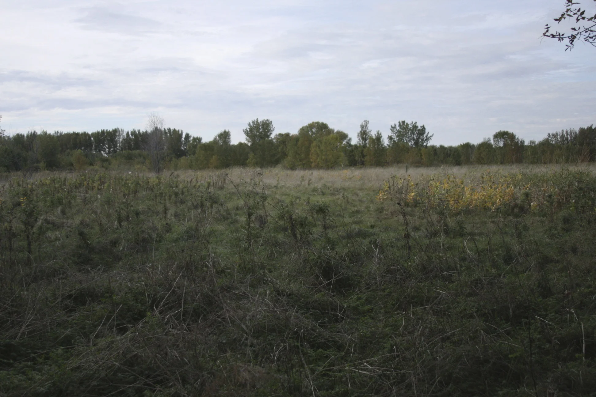 Field