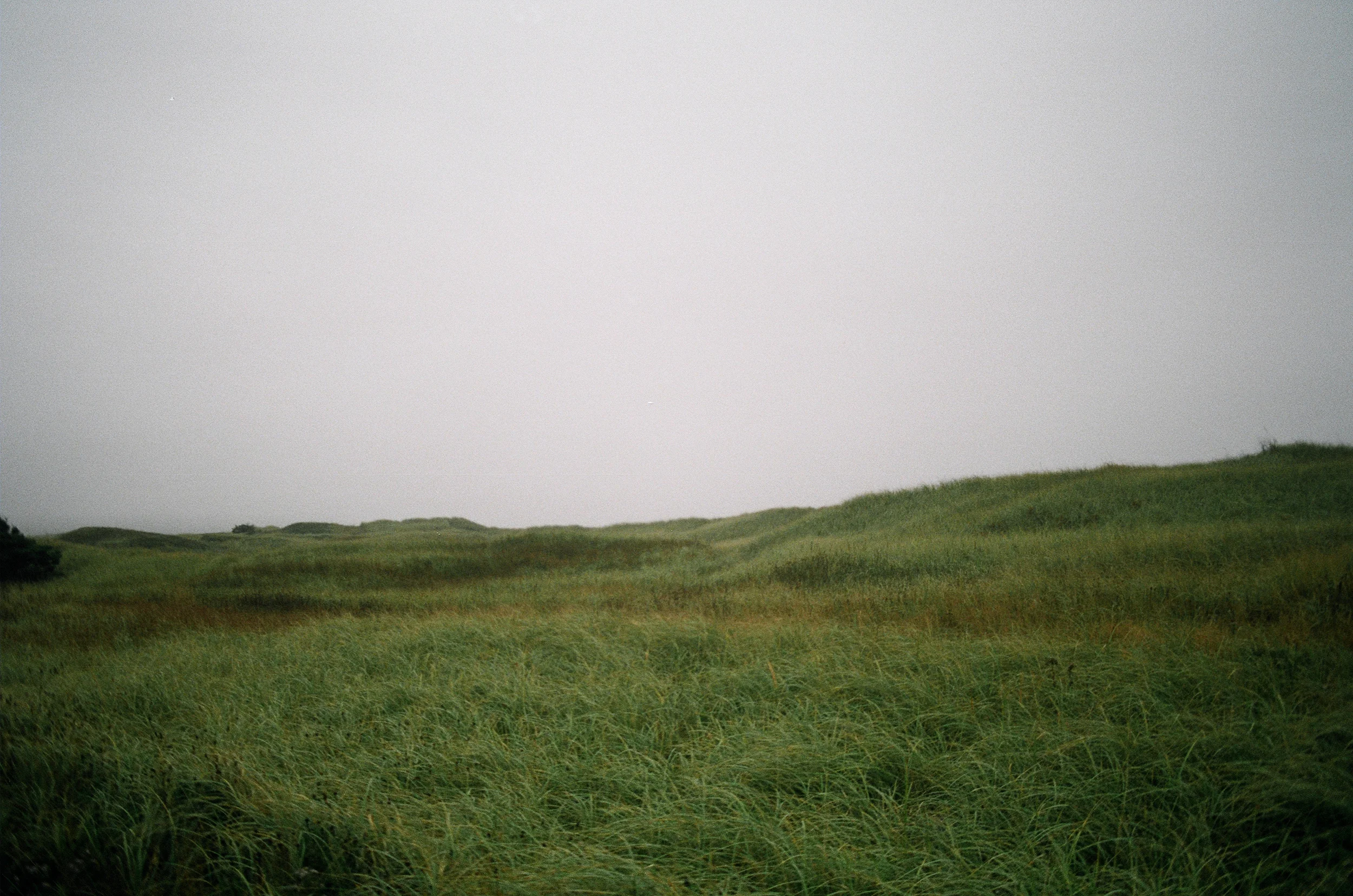 Grass 