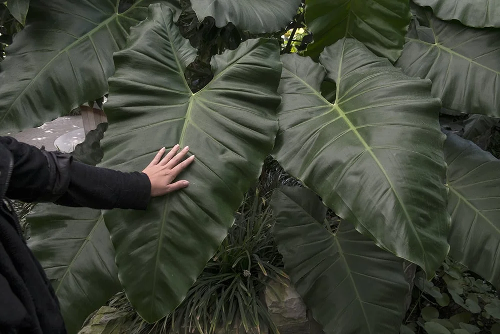  Elephant’s Ear 2014 