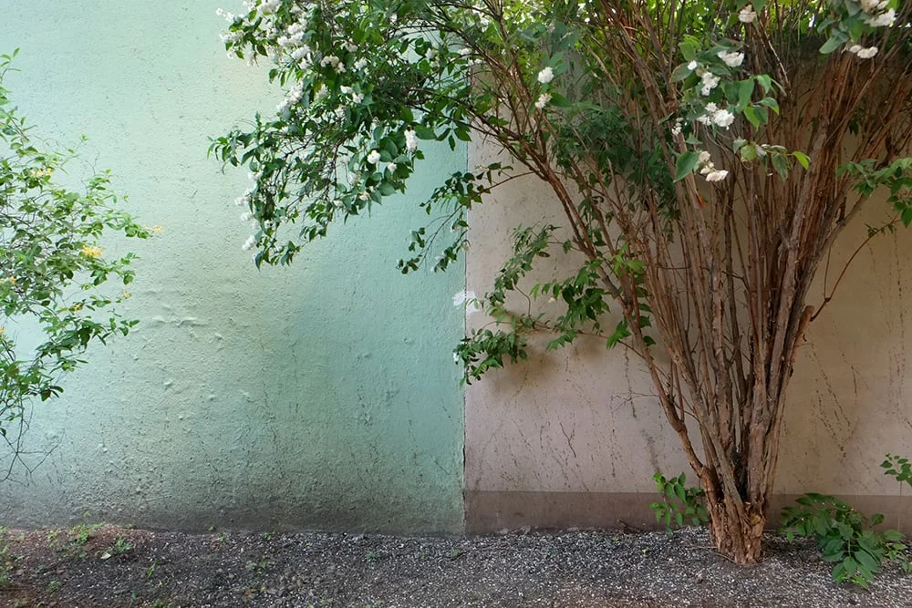  False Jasmin 2014 