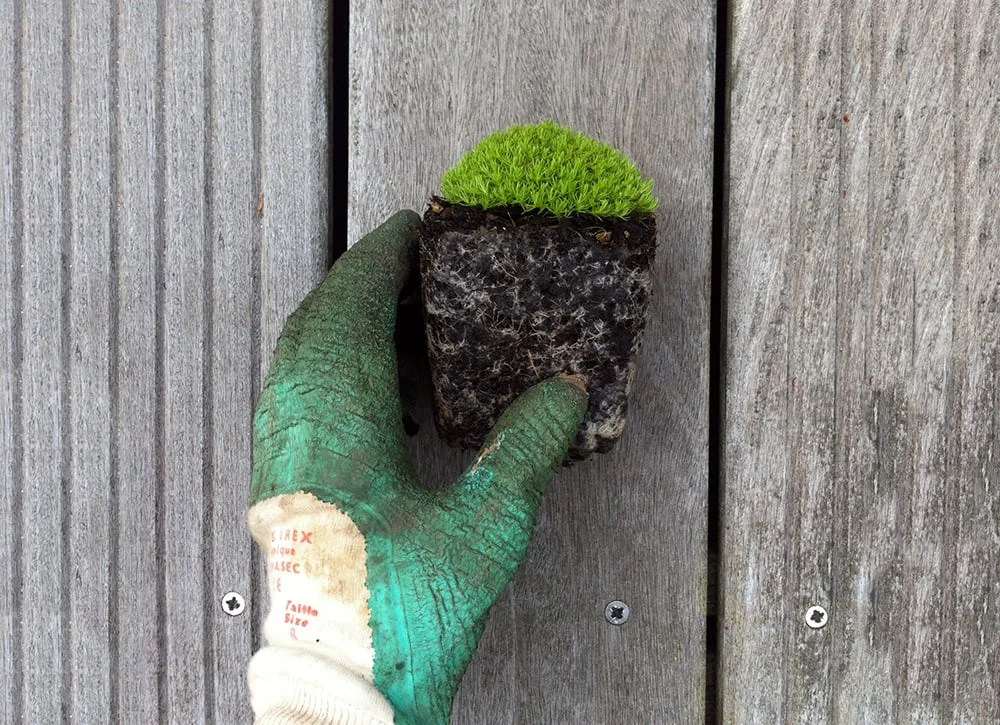  Reindeer Moss 2012 